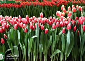 Tulipa De Dijk ® (1)